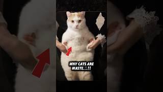 Really Cats Are Waste? #shorts