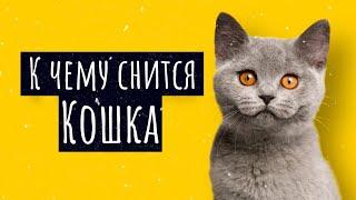 К чему снится кошка. Сонник кошка, толкование сна