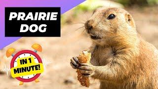 Prairie Dog ️ The Truth Behind Their Screams! | 1 Minute Animals