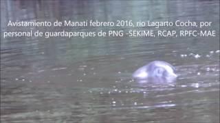 MANATI AMAZONICO, RIO LAGARTO COCHA, RESERVA DE PRODUCION DE FAUNA CUYABENO