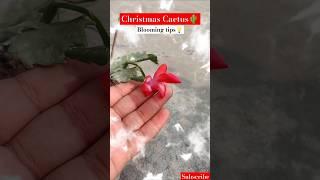 CHRISTMAS Cactus Not blooming?Tips.. // #shortsfeed #flowergardening #viralshort  #gardening