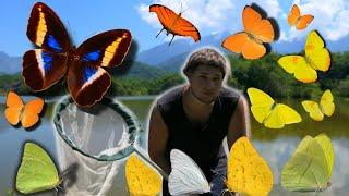 Butterflies in Brazil: Wild Brazil -  BUTTERFLY Expedition! Atlantic Rainforest with Bart   Coppens