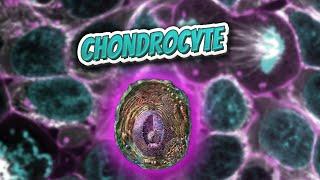 Chondrocyte (Everything Human Cells) ️