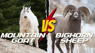 Mountain Goat Vs Bighorn Sheep: Who Will Win in a Showdown?