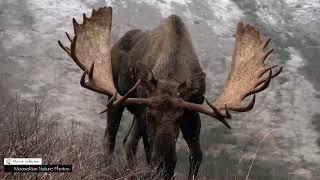 A Powerful Goodbye to Seven of the Nine Big Bull Moose #moose