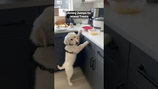 Jimmy the Golden Retriever Jumps for Island Treats!  Growing Up Fast!