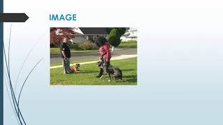 Best Dog Obedience Training in Marvelville