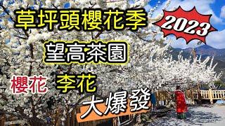 【2023賞櫻景點】南投信義鄉草坪頭(李花、櫻花、桃花)｜望高茶園(李花、櫻花)