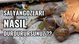 Bitkilerinizi Yiyen Salyangozları Nasıl Durdurursunuz ? #Salyangoz