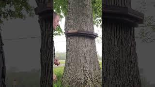 MORE CHIPMUNK BREAKFAST FRENZY #chipmunks #breakfast #rainy #cold #nasty #northern NY #steve