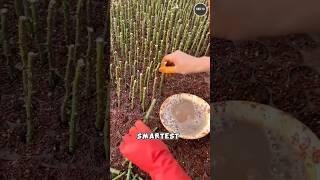 This Smart Rose Farming Hack Creates Flawless Flower #shorts #farmingfacts
