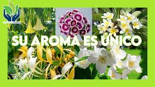 Top 5 de plantas con aromas impresionantes