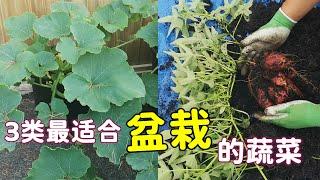 用花盆这样种菜很合适, 阳台盆栽蔬菜 Best Vegetables for Potted Plants