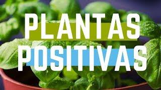 🟢 ️ PLANTAS ENERGÍAS POSITIVAS DE INTERIORES PARA EL HOGAR Y DAN BUENA SUERTE