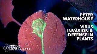 Virus Invasion & Defence in Plants — Peter Waterhouse, ISS2013