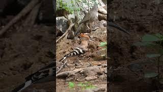 Crowned in feathers, the Eurasian Hoopoe steals the show! #viralreels #viralshorts #viralvideos