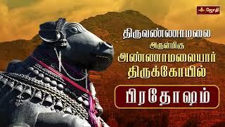 திருவண்ணாமலை ஸ்ரீஅருணாச்சலேஸ்வரர் கோயில் | பிரதோஷ வழிபாடு | Pradosham | Nandhi Abishegam