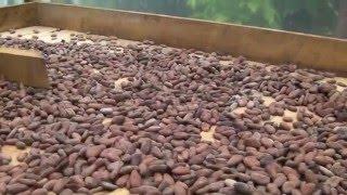 préparation du chocolat depuis la fève de cacao (costa rica, mastatal)