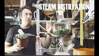 How to steam distill essential oil at home and how to fail at that distillation. Beginners guide!