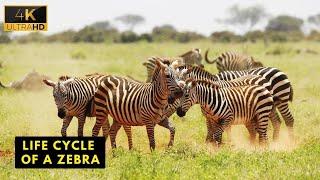 Life Cycle Of A Zebra | Wild Wide Life