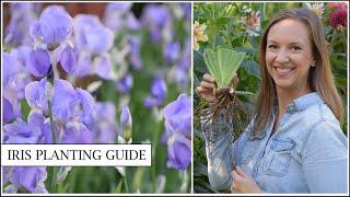 Iris Planting Guide // How to Plant and Divide Bearded Iris Rhizomes // Northlawn Flower Farm