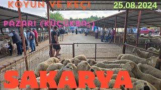 25.08.2024 Sakarya koyun pazarı (küçükbaş)