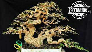 Ini dia bonsai sancang incaran para sultan dan kolektor || Mr. Crish Painlovers