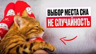 Почему твоя кошка спит с тобой на самом деле