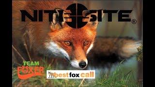 Team Foxer films 7 foxes shot using the NiteSite and the ATN X Sight II