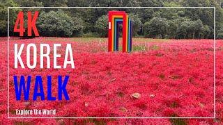 【4K】  Korea Walk - the Temple Seonunsa full of Lycoris radiata, red spider lily flowers