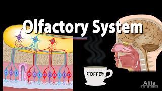 Olfactory System: Anatomy and Physiology, Pathways, Animation.