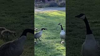 A serene evening in a park #california #park #usa #birds #nationalparks