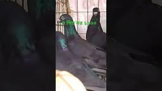 ৪ পিচ নর,,,, ১৬০০ টাকা লোকেশন,,সাতক্ষীরা 01400204582