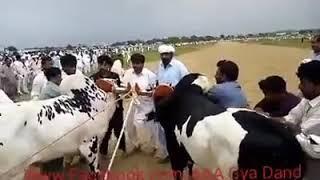 Bull race aya dand daba hasaryia