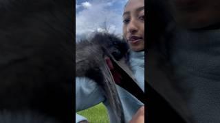 sometimes they dont listen#shorts#video#shortvideo#animalshorts#animals#emu#love#care