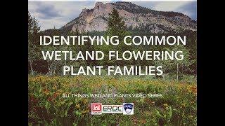 Identifying Common Wetland Flowering Plant Families