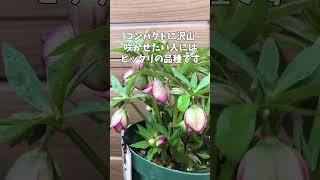 2月18日プチドール彩
