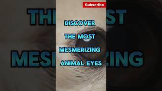 Top 10 Animals with Unique Eyes!