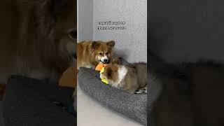 Дружат ли корги? #собака #корж #собаки
