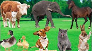 Animal Sounds Collection: Elephant, Duck, Dog, Cat, Cow, Horse, Rabbit, Peacock - Animal Sounds