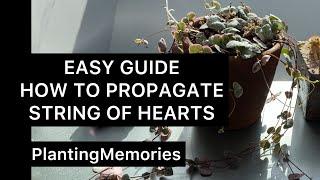 HOW TO PROPAGATE STRING OF HEARTS | EASY Cerepegia woodii variegata