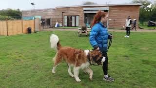 Super Sweet And Strong St Bernard