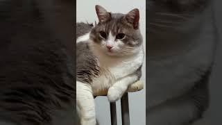 у вас тоже на работе всё срочно срочно?#батон#котик#юмор#шортс#2025 .