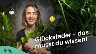 Glücksfeder (Zamioculcas) richtig pflegen  | feey Pflanzenlexikon