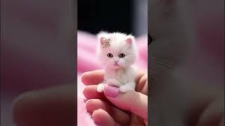 baby cats beautiful Hamza and khadija channel