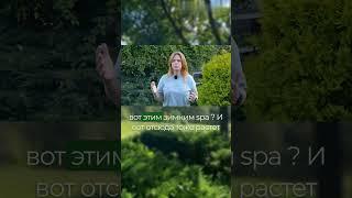 Избегайте излишеств #artecology#комплексноепроектирование#андрейбугаев#shortsvideo