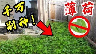 千万不要种薄荷！原因很多人不知道！Why You Should Stop Planting Peppermint