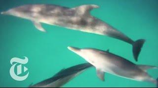 Science: The Wild Dolphin Project | The New York Times