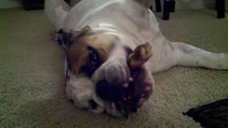 Sashimi English Bulldog playing and chewing on his stick.