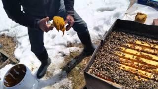Mike Palmer   First Spring hive inspection and Adding Pollen Sub